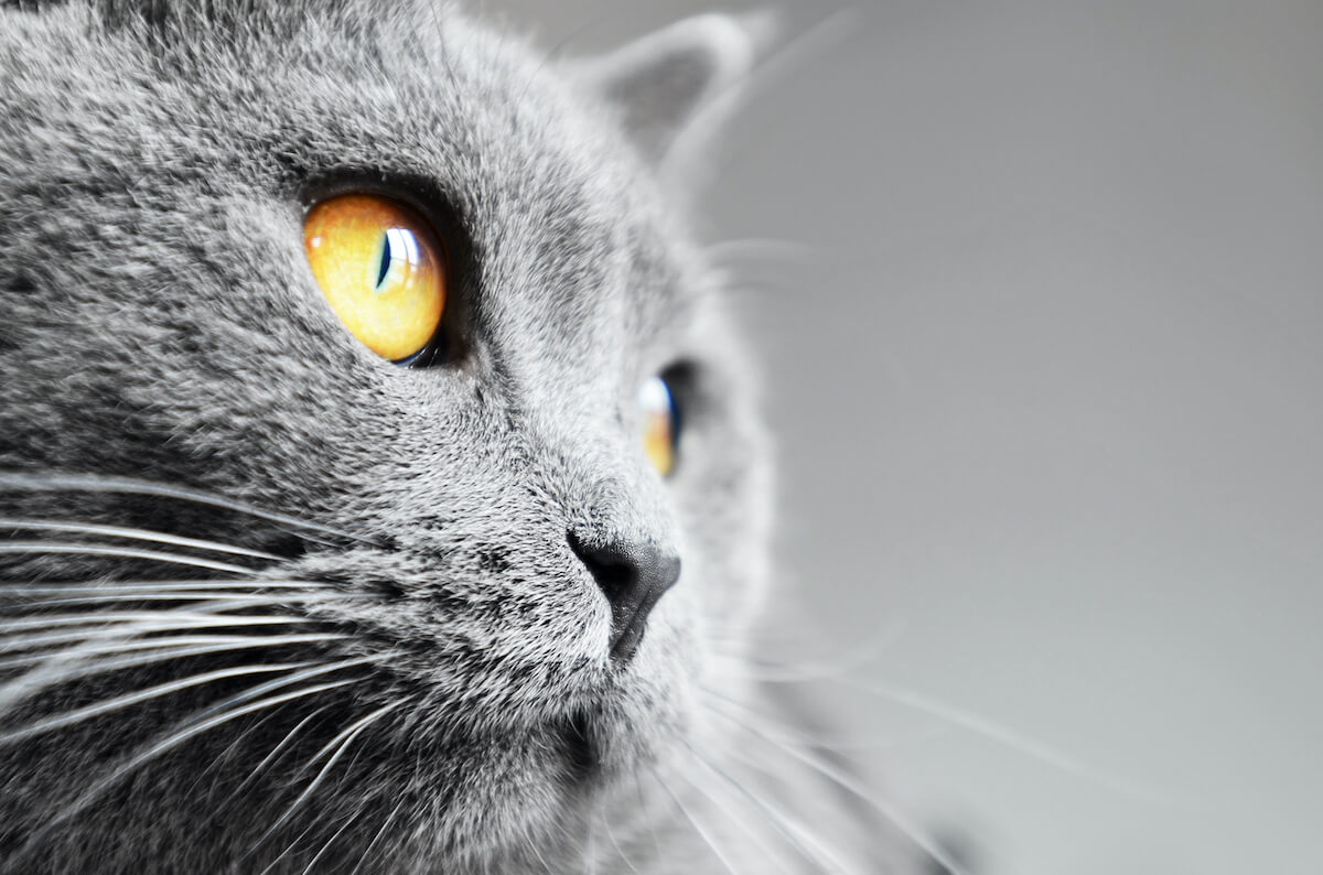 Curious Kitties Why Do Cats Have Whiskers 